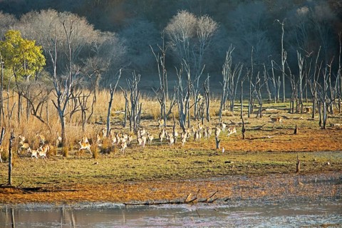 Herd of fleeing Axis deer or chitals (Axis axis) in Ranthambore National Park, Rajasthan, India