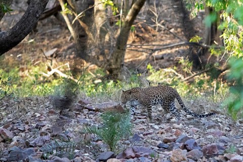 Leopard (Panthera pardus) in Ranthambore National Park, Rajasthan, India