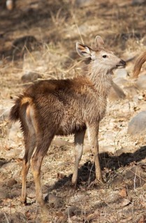 Sambar or sambar deer or horse deer (Cervus unicolor or Rusa unicolor) Juvenile in the dry forest
