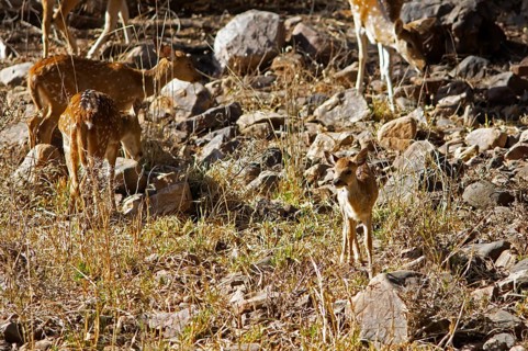 Axis deer or chital (Axis axis), young animal, in the dry forest, Ranthambore National Park,