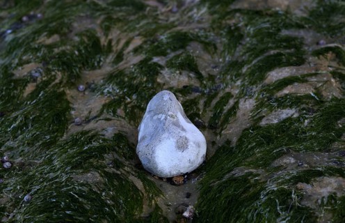 Algae, pebbles, pebbles, beach, Yport, Alabaster Coast, La Côte d'Albâtre, Normandy,