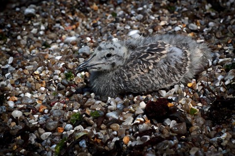 Herring Gull (Larus argentatus), juvenile, lying camouflaged on the beach between pebbles, pebbles,