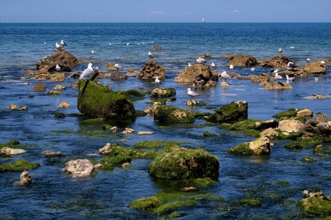 Herring Gulls (Larus argentatus), on rocks, using freshwater spring in the sea, Yport, Alabaster