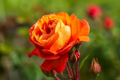 Red blossom of the shrub rose with water droplets and buds, North Rhine-Westphalia, Germany