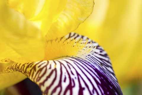 German iris (Iris × germanica), also known as knight's iris or true iris, yellow variegated form,