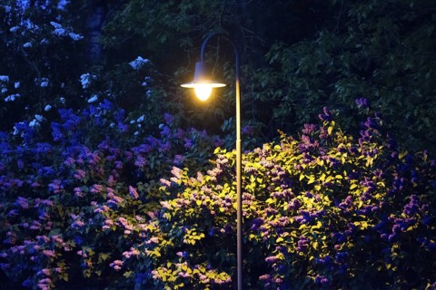 Street lamp illuminates flowering lilac bushes (Syringa vulgaris), garden lilac, lilac, purple,