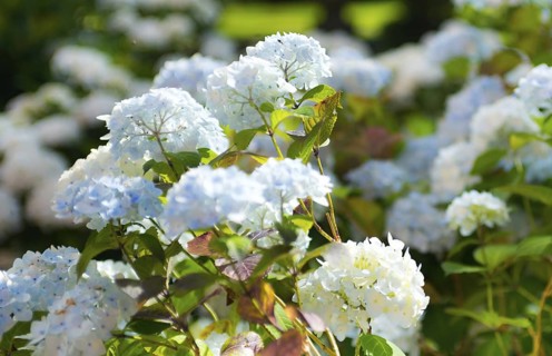White garden hydrangea (Hydrangea macrophylla), also known as garden hydrangea, flowering