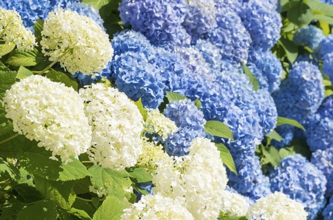 White and blue hydrangea flowers in a summer garden in the sunshine, garden hydrangea (Hydrangea