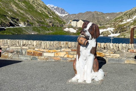 In front life-size figure of sitting dog Saint Bernard in original colours of Hunderassecwith small