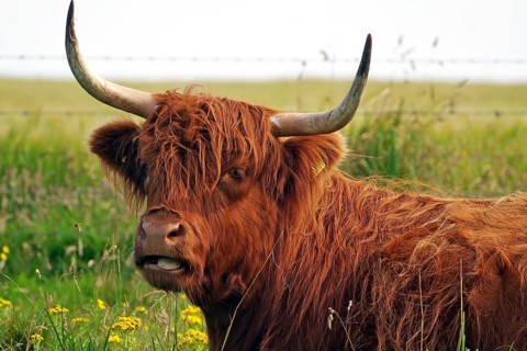 Scottish Highland cow with long horns and shaggy brown fur in a meadow, Orkney Islands, Scotland,