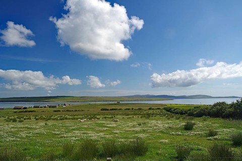 Vast summer landscape with grazing sheep and dramatic clouds in the blue sky, Orkney Islands,