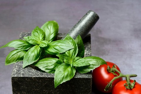 Basil in mortar and tomato, Ocimum basilicum, Solanum lycopersicum