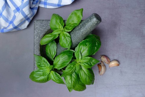 Basil in mortar, Ocimum basilicum
