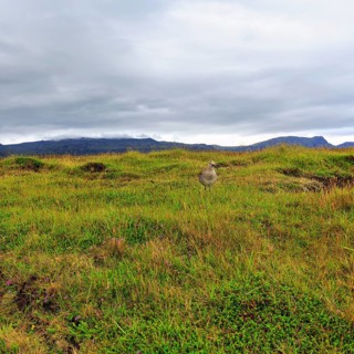 Whimbrel (Numenius phaeopus) in the breeding area, Snaefellsnes, West Iceland, Iceland