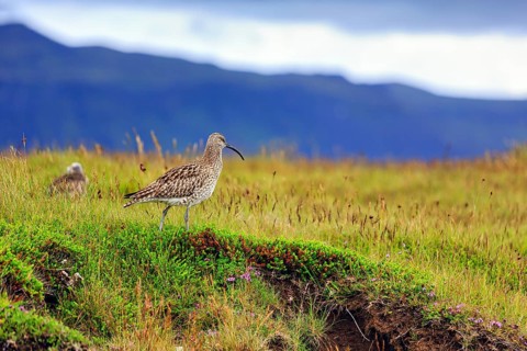 Whimbrel (Numenius phaeopus) in a meadow, Snaefellsnes, West Iceland, Iceland