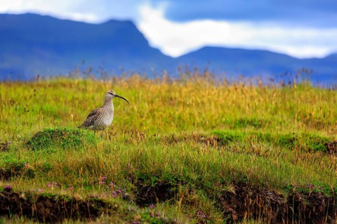 Whimbrel (Numenius phaeopus) in a wet meadow, Snaefellsnes, West Iceland, Iceland