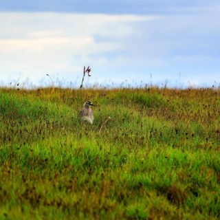 Whimbrel (Numenius phaeopus), young bird in the breeding area, Snaefellsnes, West Iceland, Iceland