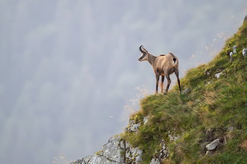 Chamois (Rupicapra rupicapra) on a mountain cliff in the Vosges Mountains, wildlife, France