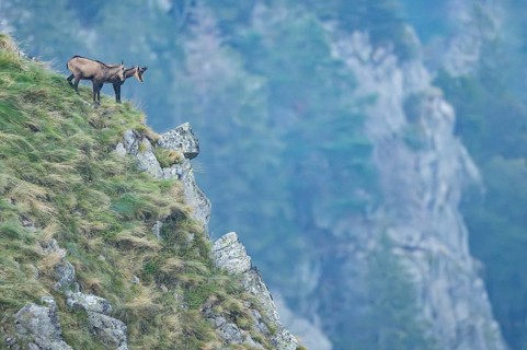 Chamois (Rupicapra rupicapra) on a mountain cliff in the Vosges Mountains, wildlife, France
