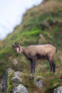 Chamois (Rupicapra rupicapra) on a mountain cliff in the Vosges Mountains, wildlife, France