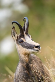 Portrait of a Chamois (Rupicapra rupicapra) on a meadow in the Vosges Mountains, wildlife, France