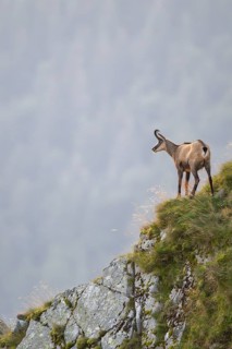 Chamois (Rupicapra rupicapra) on a mountain cliff in the Vosges Mountains, wildlife, France