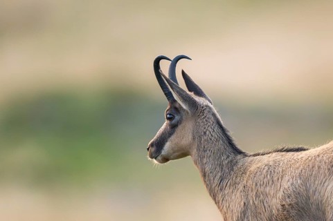 Portrait of a Chamois (Rupicapra rupicapra) on a meadow in the Vosges Mountains, wildlife, France