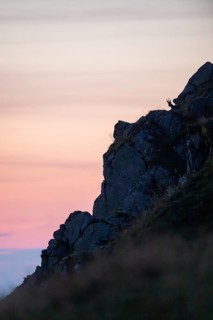Chamois (Rupicapra rupicapra) on a mountain cliff at sunrise in the Vosges Mountains, wildlife,