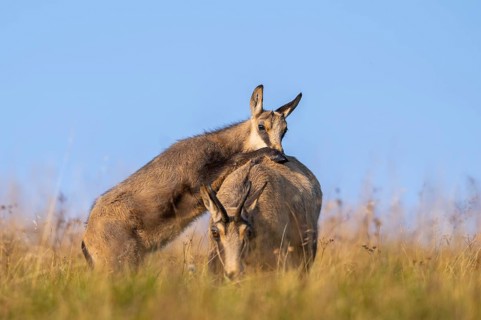 Chamois (Rupicapra rupicapra) mother with her youngster on a meadow in the Vosges Mountains,
