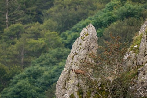 Chamois (Rupicapra rupicapra) on a mountain cliff in the Vosges Mountains, wildlife, France