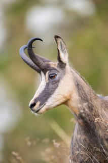 Portrait of a Chamois (Rupicapra rupicapra) on a meadow in the Vosges Mountains, wildlife, France