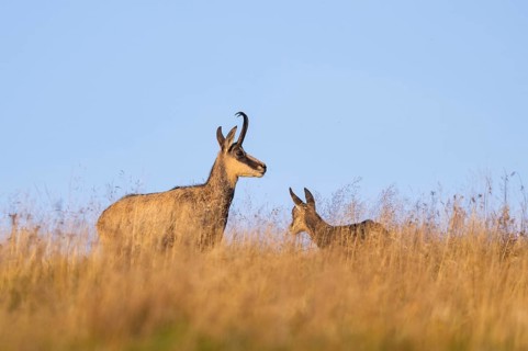 Chamois (Rupicapra rupicapra) mother with her youngster on a meadow in the Vosges Mountains,