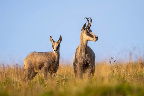 Chamois (Rupicapra rupicapra) mother with her youngster on a meadow in the Vosges Mountains,