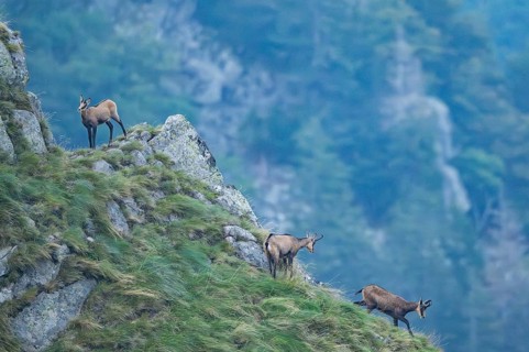 Chamois (Rupicapra rupicapra) on a mountain cliff in the Vosges Mountains, wildlife, France