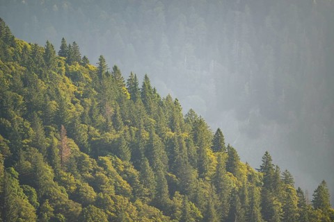 Tree silhouettes against the light in the Vosges Mountains, wildlife, France