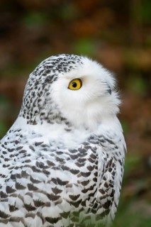Snowy owl (Bubo scandiacus), portrait, Bavaria, Germany