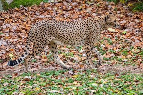 Cheetah (Acinonyx jubatus) walking on the ground in autumn, captive, Germany
