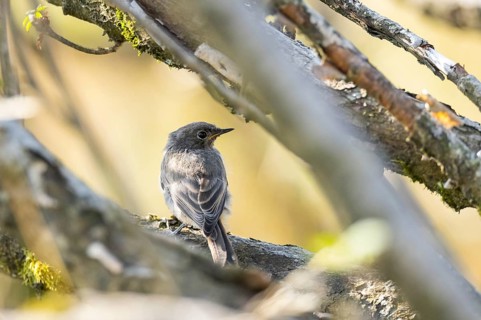 Black redstart (Phoenicurus ochruros) youngster sitting in the branches of a bush in the Vosges