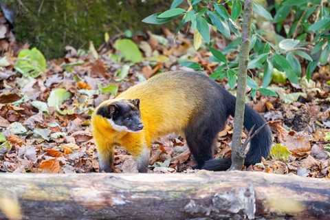 Yellow-throated marten (Martes flavigula) on an old wood, Germany