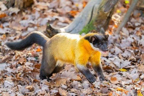 Yellow-throated marten (Martes flavigula) running on the ground, Germany