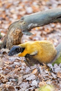 Yellow-throated marten (Martes flavigula) on the ground, Germany