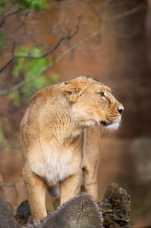 Asiatic lion (Panthera leo persica), female standing on a tree trunk, captive, habitat in India
