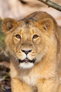 Asiatic lion (Panthera leo persica), portrait, captive, habitat in India