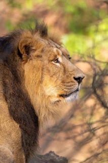 Asiatic lion (Panthera leo persica), male, portrait, captive, habitat in India