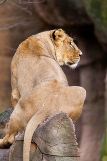 Asiatic lion (Panthera leo persica), female sitting on a tree trunk, captive, habitat in India