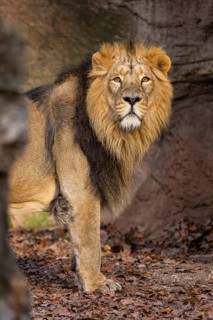 Asiatic lion (Panthera leo persica), male standing on the ground, captive, habitat in India