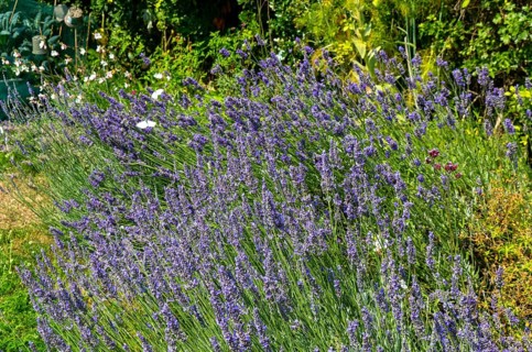 Butterfly friendly garden plants including lavender, Lavandula angustifolia, Shottisham, Suffolk,