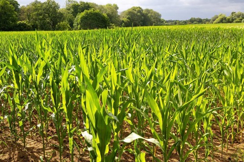 Sweet corn maize crop growing in field, Sutton, Suffolk, England, UK