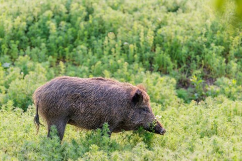A wild boar (Sus scrofa) runs across a field of wild chamomile (Matricaria chamomilla). Bavaria,