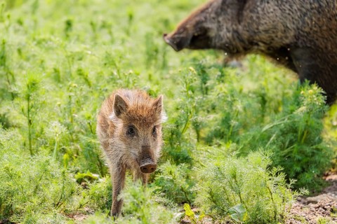 A wild boar piglet (Sus scrofa) stands in a field of wild chamomile (Matricaria chamomilla).